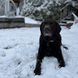 Bailey