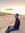 Amr Ezzat