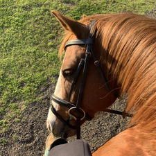 Emilia Buschnerdevargas