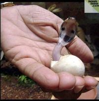 مولود ميلود