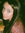 Ariel Evans