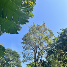 Serene