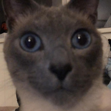 Maja