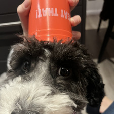 Amelia