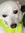Bean