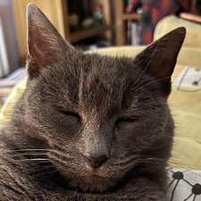 Cara
