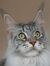 Ilse
