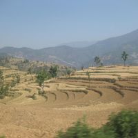Pushpa Subedi