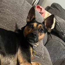 Lilly