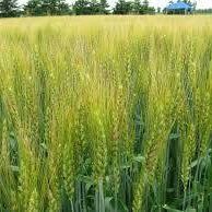 ملتقى الثقافي