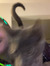 Catie H...