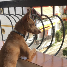 Toño 