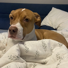 Marshall Kellenburger