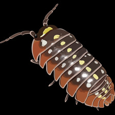 LargeIsopod
