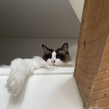 Feodora