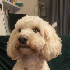 Sam