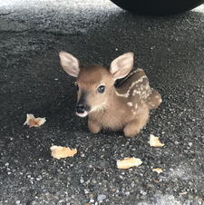 Bambi