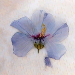 Goodreads profile picture for @cherub