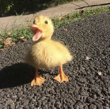 Ducky