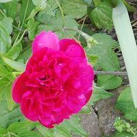 Павлина Пехливанова