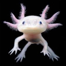 Kimberly Hendrickson