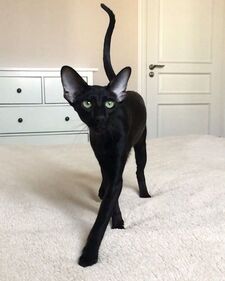 Zosia