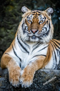 Tyger