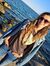 Ioana P...