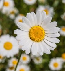 Daisy Matheou