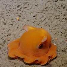 Dumbo Octopus