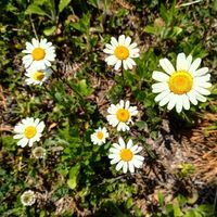 Viktorie Gabrielová