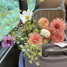 Minne De Meyer Engelbeen