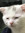 Kat