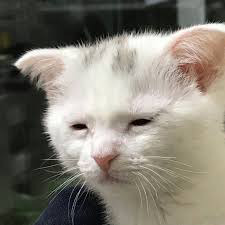 Kat