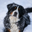 Ben