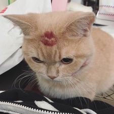 Tomomi