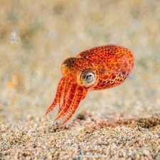 Lilcuttlefish