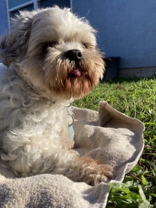 Isabella