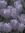 Felicia
