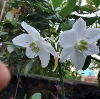 अमिताभ बच्चन