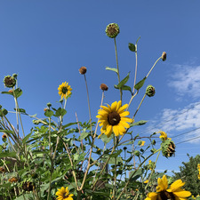 Cliodhna O’Connell