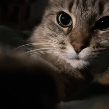 Maddy