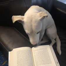 Spughurt Flabbernickle