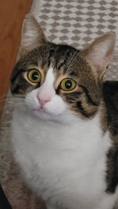 Oguzhan Sarıata