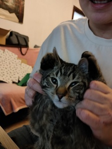 Aleksander