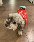 Bob