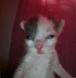 Noor