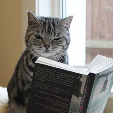 ˚✧･:*celeste*.:✧ ༚