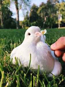ياسمين نور