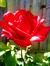 Ahana R